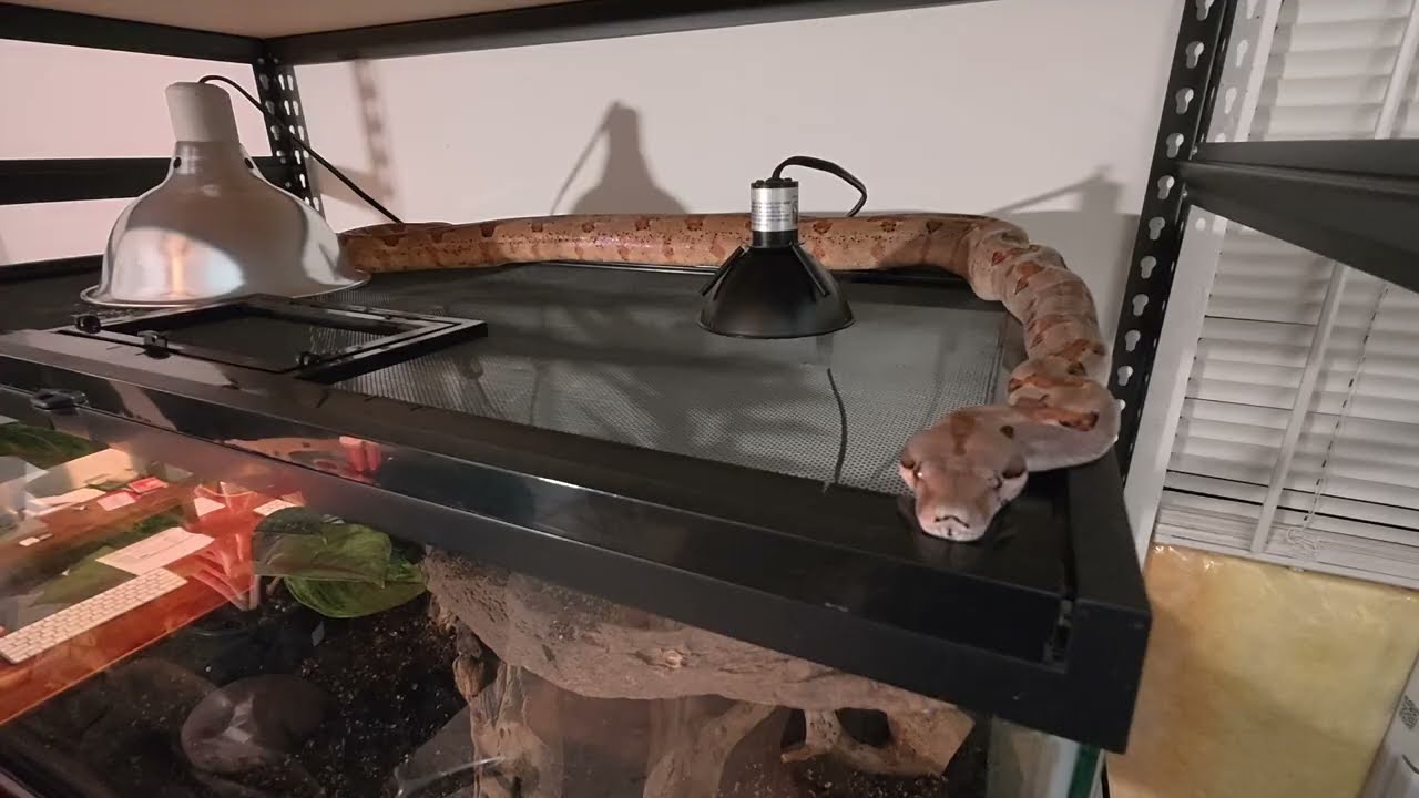Feb 26 2026, what/how are my snakes doing?