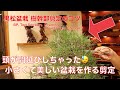 間延びしちゃった💦 松盆栽、頭の剪定 [盆栽・初心者]