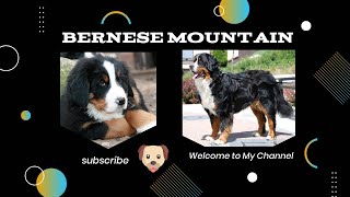 Bernese Mountain Dog: A Guide to the Breed's Characteristics and Care