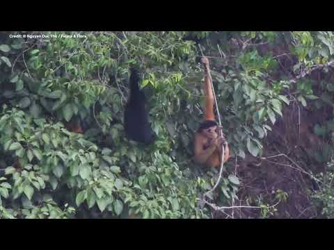 An Extremely Rare Newborn Cao Vit Gibbon Spotted In Vietnam