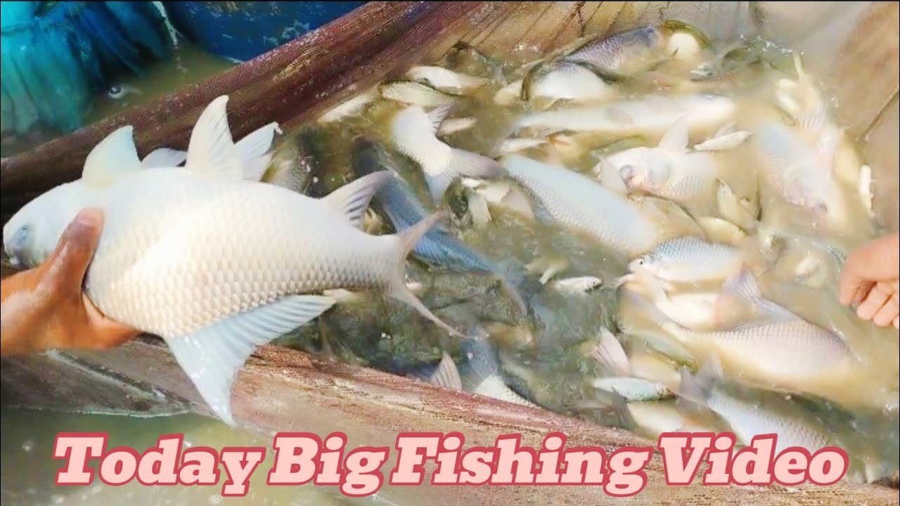 Amazing Net Fishing Video Trending Fishing Video in Village 