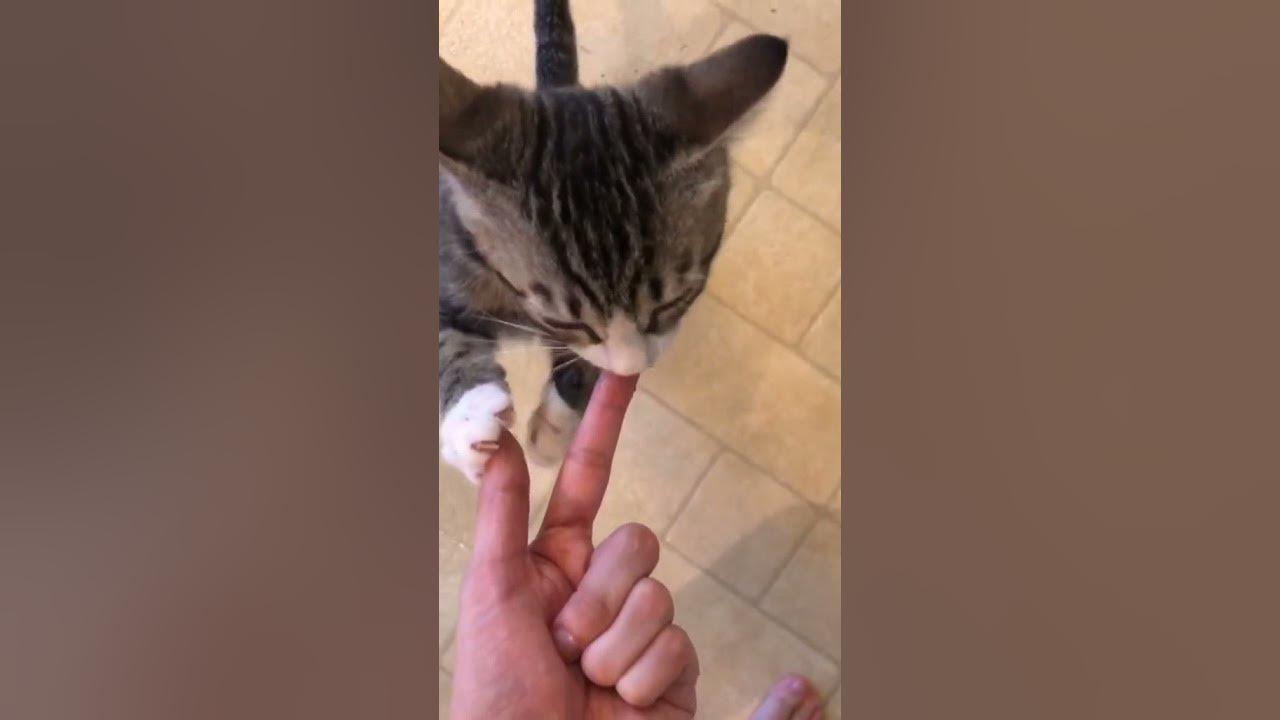 How i feed my cats a raw meat diet YouTube