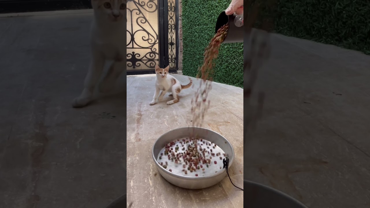 ağlayan bebişler😢 