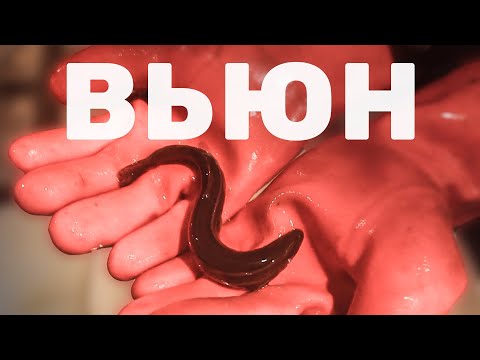 Зачем в пруду Вьюн? Зарыбление пруда Вьюном (Пискун)