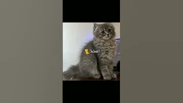 اعداء الام باختصار بيرلين Foryou 