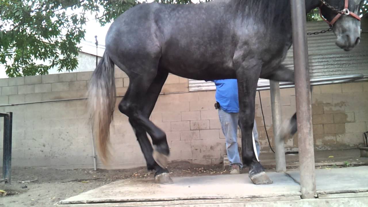 Andalusian horse for sale YouTube