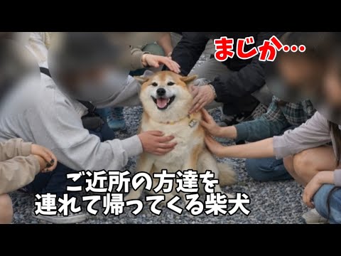 まじか】ご近所の家を渡り歩き最終的に連れて帰ってくる柴犬が凄すぎ