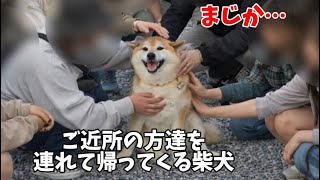 【まじか】ご近所の家を渡り歩き最終的に連れて帰ってくる柴犬が凄すぎました…