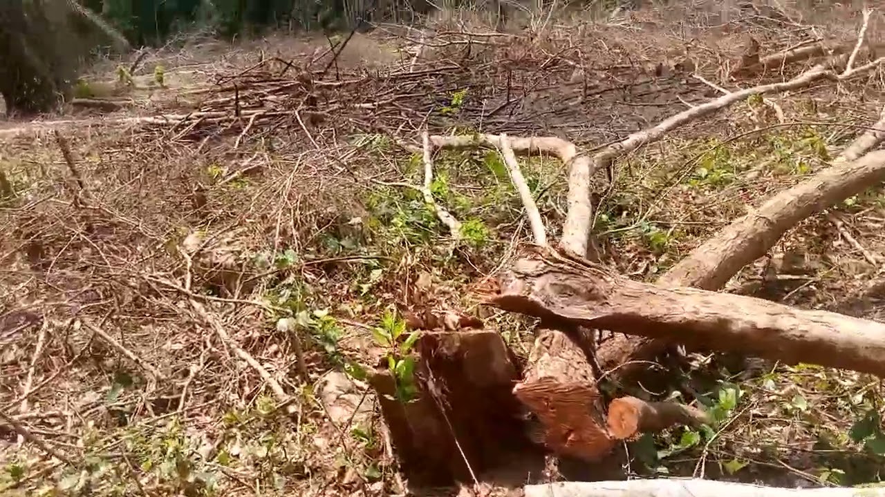 Environmental degradation....farming in Ghanaian forest Reserves