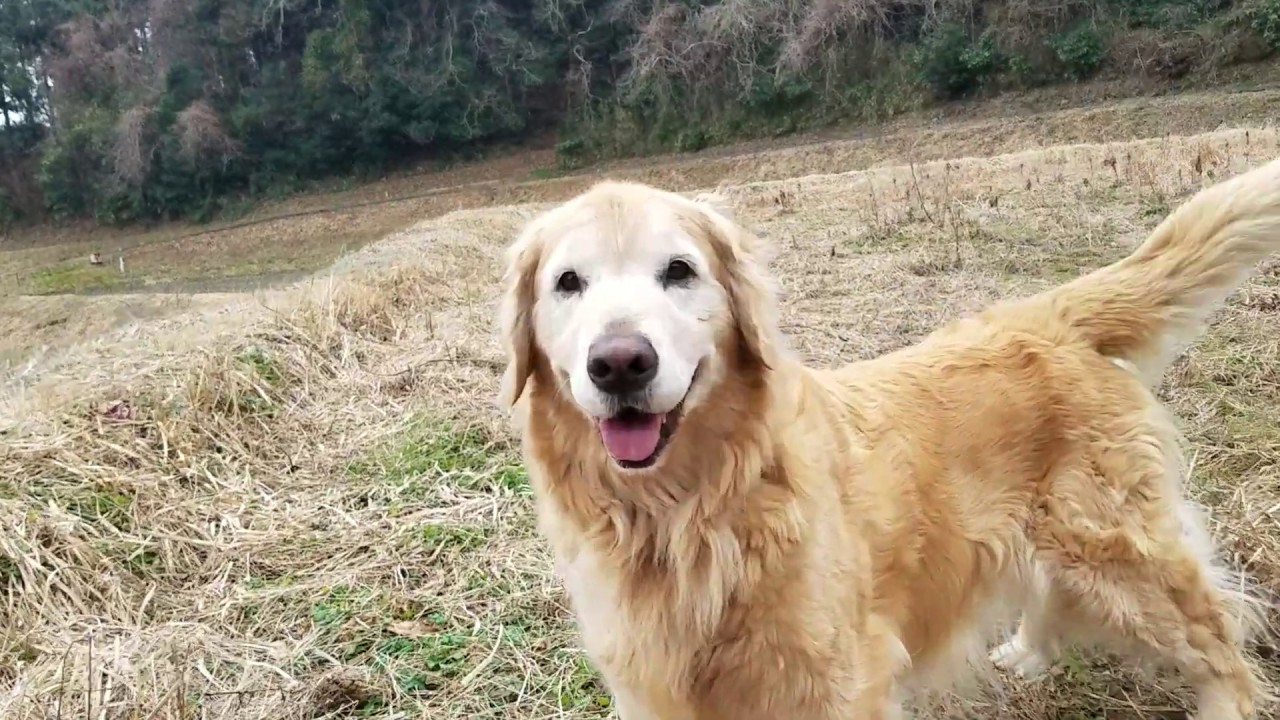 癒し動画 うさぎ Golden Retriever that additional a walk as it is about to rain