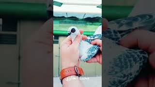 Amazingly Beautiful Smallest Lips Pigeon