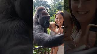 Did This Gorilla Just Flip The Script And Take A Selfie With A Tourist? Who Had The Camera?Ai