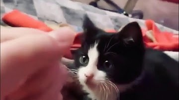 today I’m playing rock paper scissors with my cat