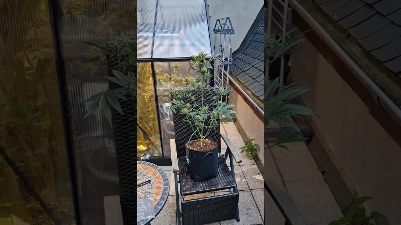 Guava🌱 seeds by Fast Buds  Greenhouse | Outdoor 