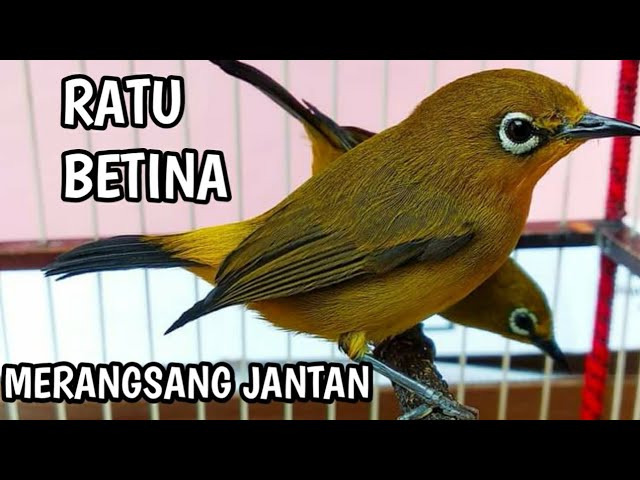 PLECI BETINA Perangsang bunyi class=