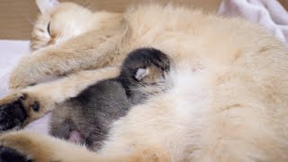 Sleepy mother cat and active baby kitten