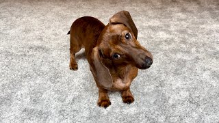 Mini dachshund reacts to different types of music