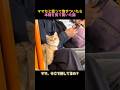 ママだと思ってたのに違った猫の反応