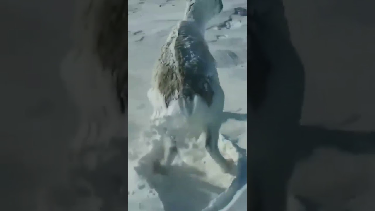 How do deer sleep in winter                              