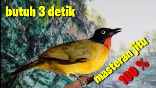 Masteran Kutilang Emas Gacor  Pancingan Kutilang Emas Bahan  Dijamin Jitu