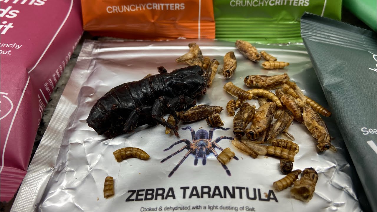 Eating Dried Bugs YouTube