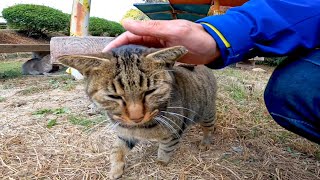 ベンチにいたキジトラ猫、ナデナデするとゴロゴロと喉を鳴らして喜んだ