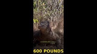This Predator Bites With 600 Pounds of Force 🦎
