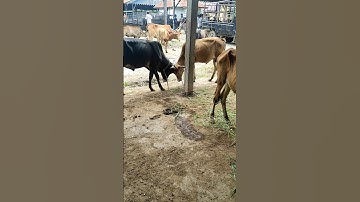 adu banteng, sapi lucu, sapi joget #shorts #sapi #cow #youtubeshorts