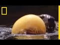 Puffer Fish and Otter Interactions