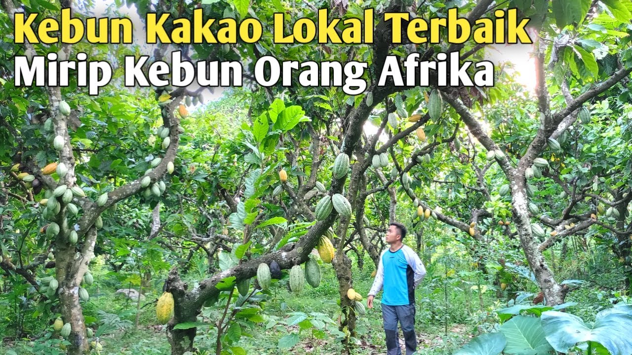 Serasa Di Negara Afrika ! Kebun Kakaonya Kayak Hutan Tapi Buahnya Bikin Merinding !