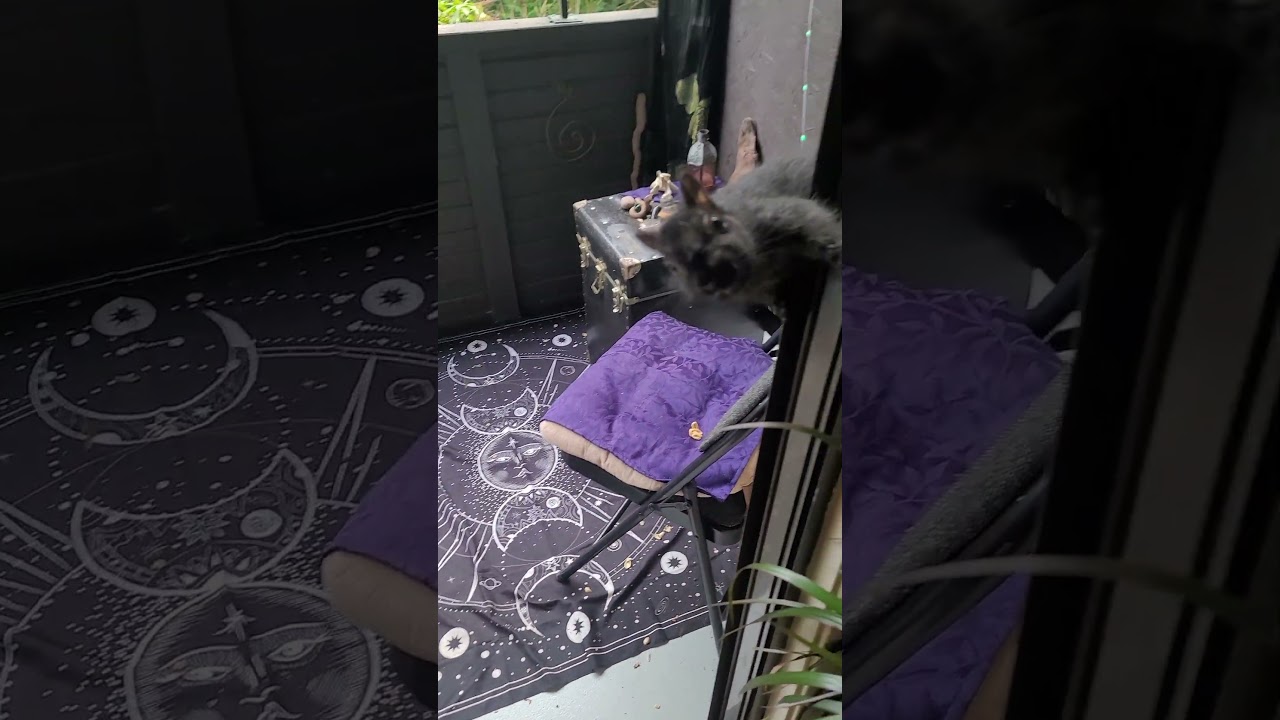 Bunty the Black Squirrel