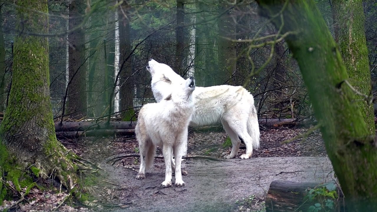 Wolfcenter Dörverden, March 31 2024, the siblings Kimo (m) & Dala (f) were in the mood to sing