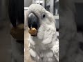 Funny Parrots singing Song and Dancing Cute Birds #animalshorts