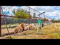 A man intervenes in a lion fight