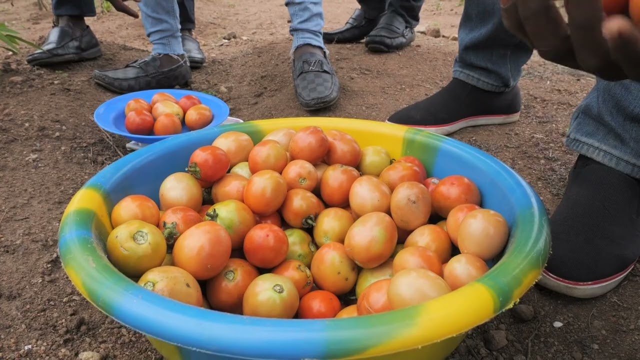 EPISODE 1- DES SOLUTIONS DURABLES POUR LE DEVELOPPEMENT DE LA CÔTE D'IVOIRE : AGRICULTURE DURABLE