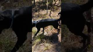happy labrador !!!!!
