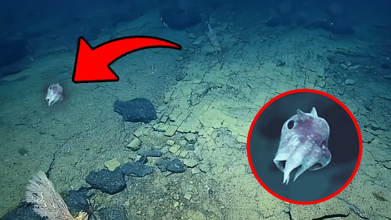200 Feet Deep Examples Scientists Just Discovered This 20,000 Feet Underwater ... - YouTube
