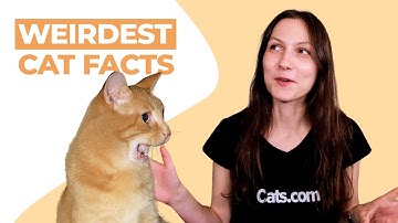 The  10 Weirdest Cat Facts You Probably Didn