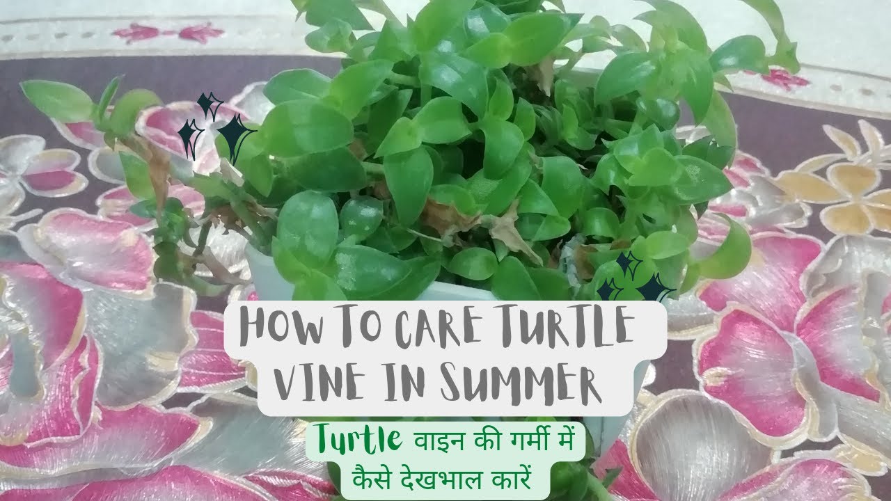 how to care turtle vine plant in hindi/urdu YouTube