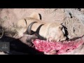 Othawa Lioness Feeding On Buffalo