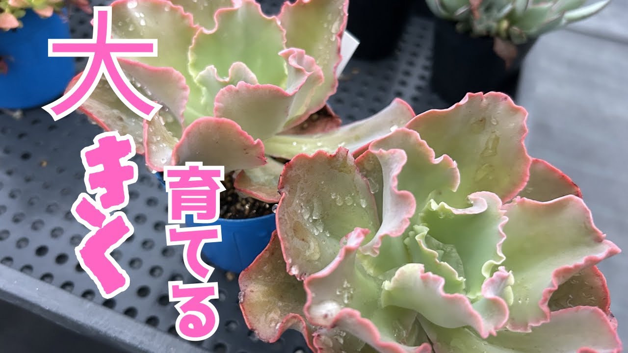 多肉植物】高砂の翁大きく育てる2026年6月4日 - YouTube