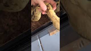 chillin with big mama always wanting to come and hang! #reptiles #snakes #snake #boaconstrictor #fyp