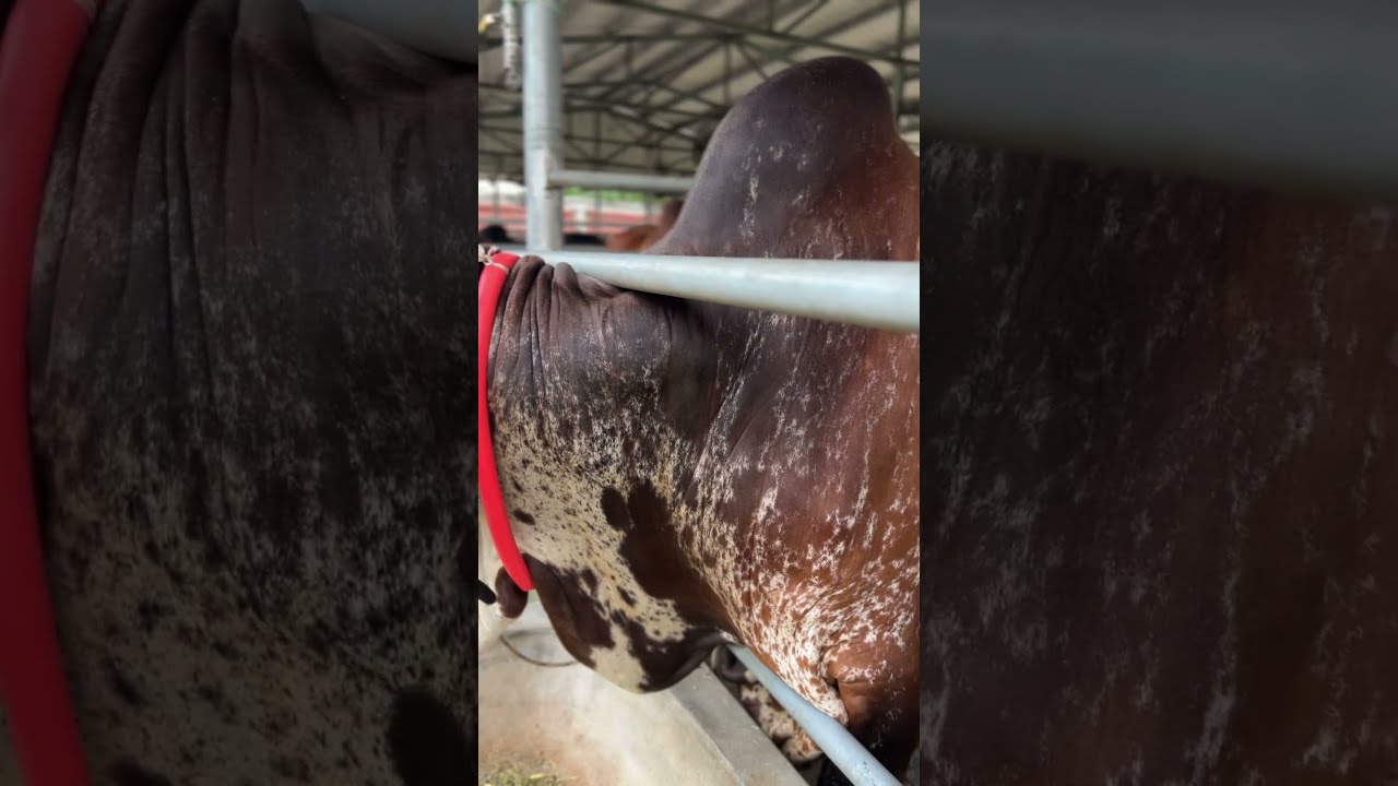 Huge Heavyweight Giant Pagla Gyr Dutch Dairy Ltd 2023 Cattle Brahman Holstein Ranch