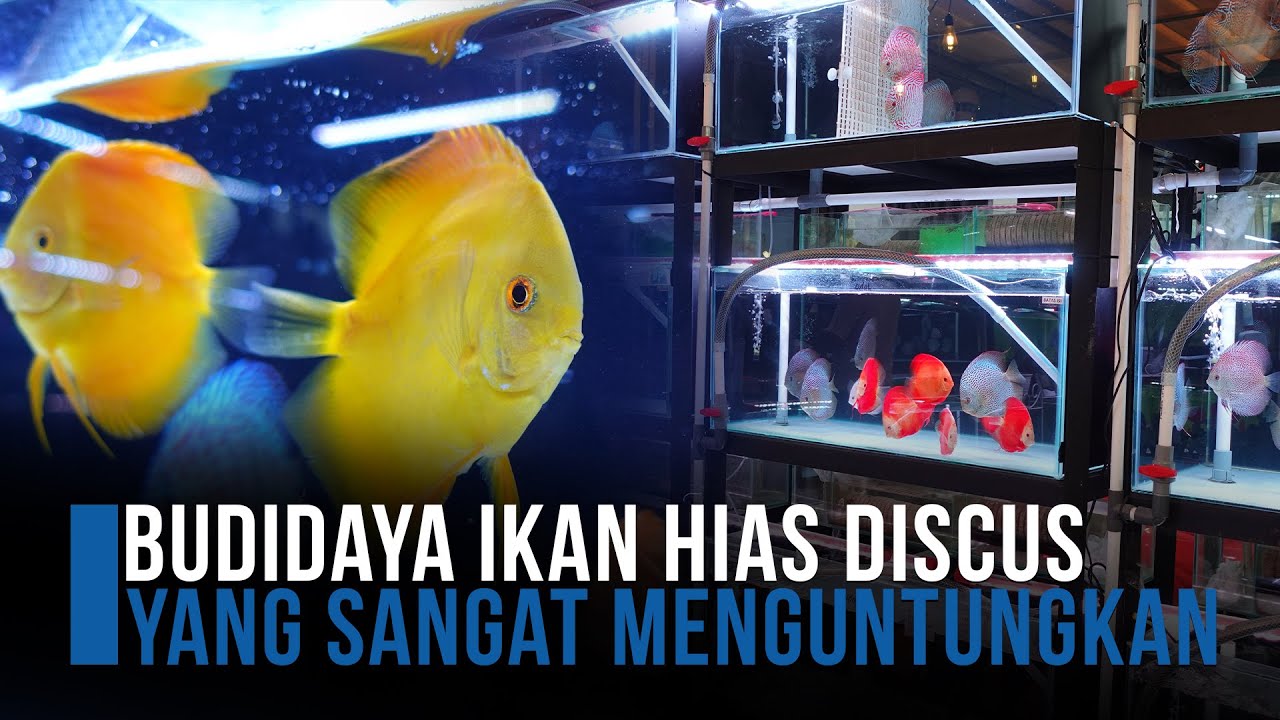 Budidaya Ikan Hias Discus yang sangat Menguntungkan, ZORRA DISCUS - Pekerjaan Indo : Eps 90
