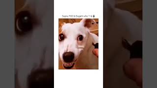#funny #dogs #pet #dogshorts#doglife#interesting #cute