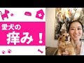 辛い犬の痒みが治った！ Skin problems for dogs