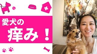 辛い犬の痒みが治った！ Skin problems for dogs
