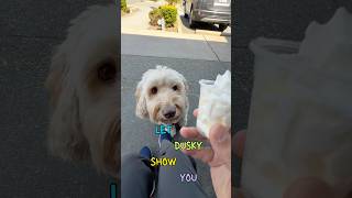 What is a Pup Cup?? (122/365)