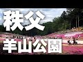 満開芝桜！バイクで秩父羊山公園に芝桜を見てきたvlog#066