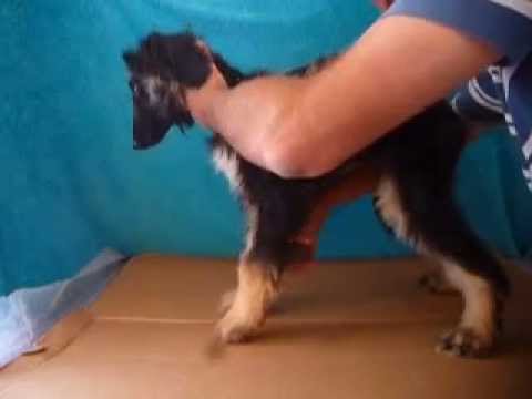 Afgano hembra/cachorra venta/01(55)84885050 compromiso